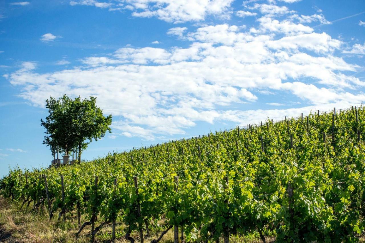 代特尔巴赫Weingut Knauer公寓 外观 照片
